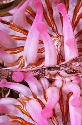 REFLECTIONS. This is an anemone (Telmatactis cricoides) r... by Arthur Telle Thiemann 